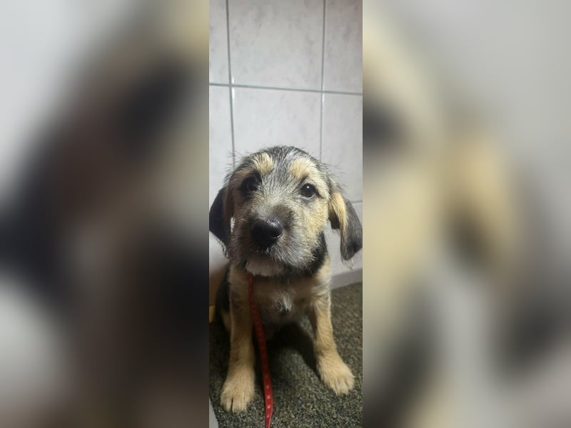 Bradley, geboren 19.10.2025, 32cm sucht sein Zuhause