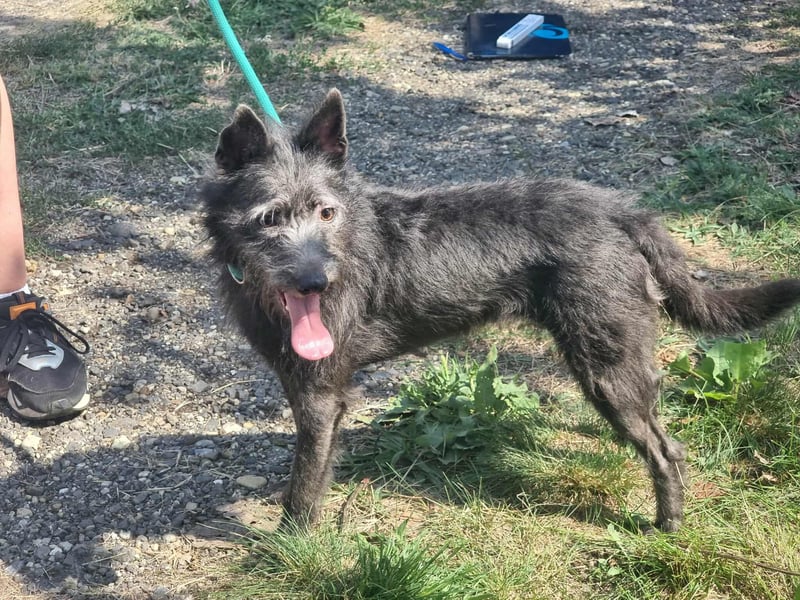 Amira, geboren 2022, 39cm sucht ihre Chance