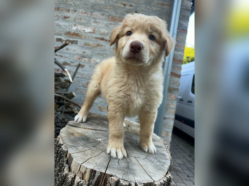 Sari, geboren 25.04.2026, 30cm sucht ihre Familie