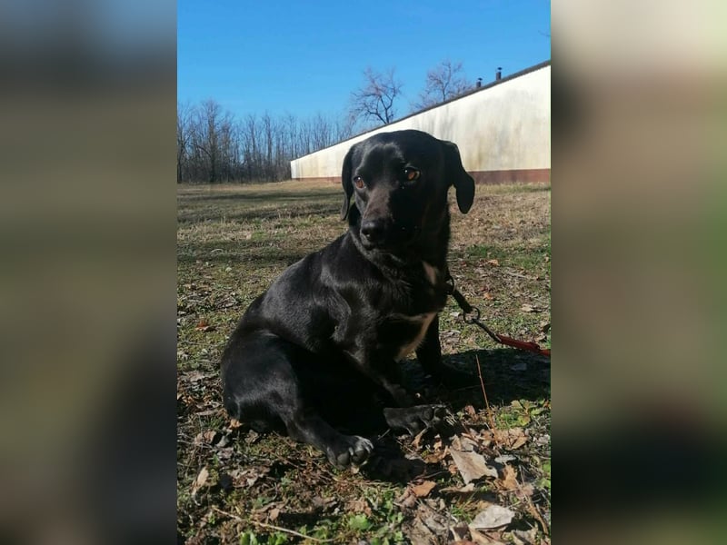 Brooklyn, geboren 01.11.2021, 32cm sucht sein Zuhause