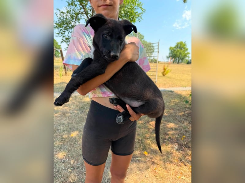 Diablo, geboren 25.05.2026, 32cm sucht seine Chance
