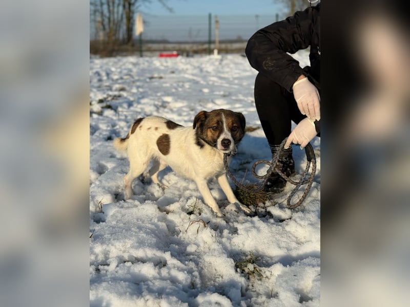 Morzsi, geboren 10.03.2023, 35cm sucht Geborgenheit