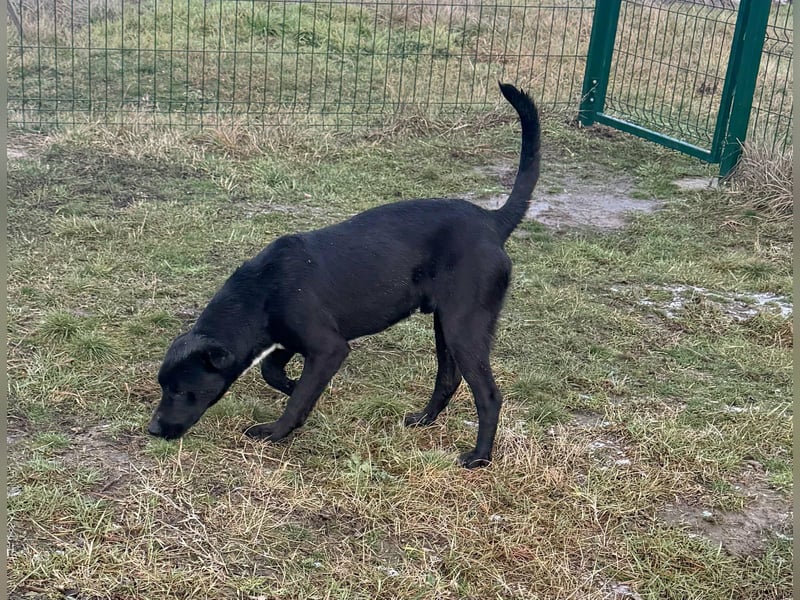 Anton, geboren 25.12.2024, 42cm sucht seine Menschen