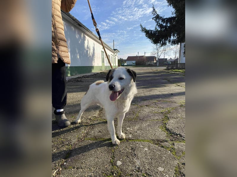 Cooper, geboren 01.07.2023, 40cm sucht sein Glück