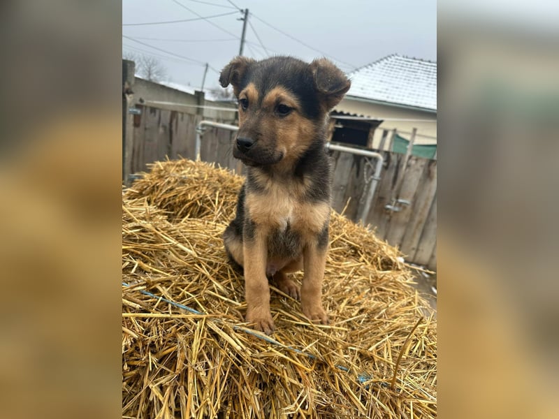 Mancs, geboren 04.10.2025, 30cm sucht leibevolles Zuhause