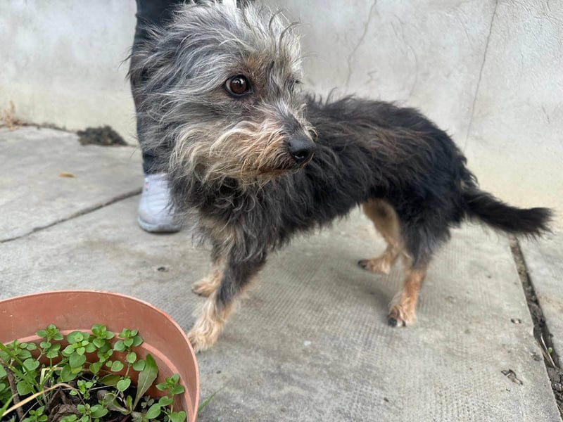 Lola, 5 Jahre, 32cm sucht ihr Plätzchen