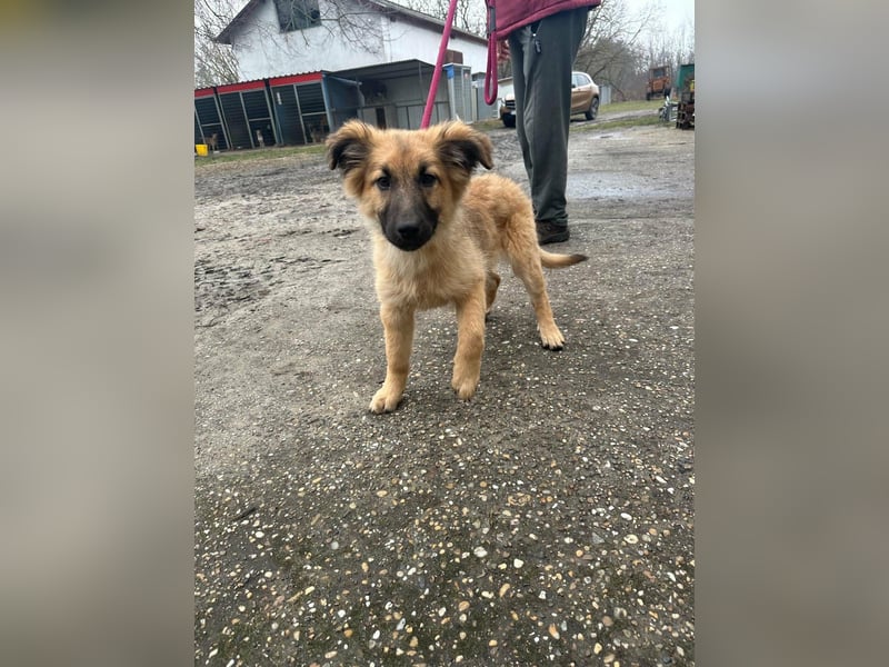 Fedra, geboren 01.11.2025, 40cm sucht ihr Menschen