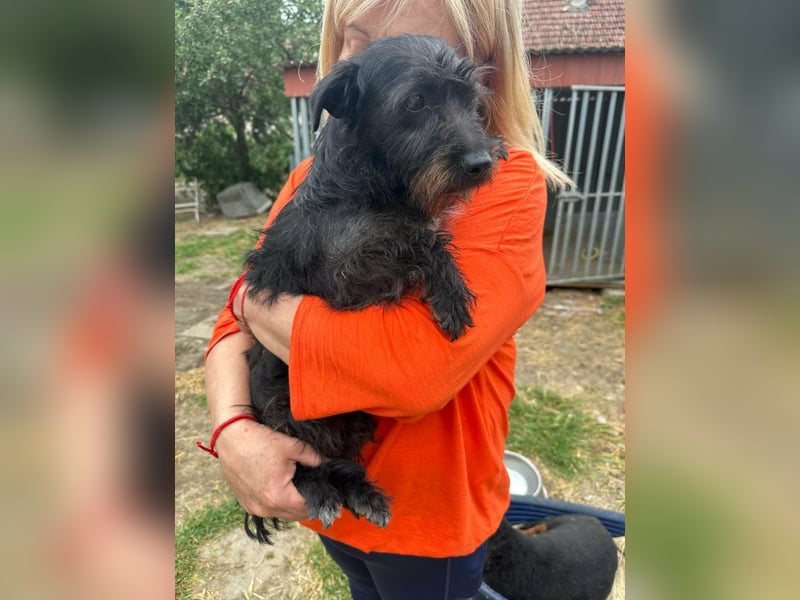 Pixie, geboren 02.11.2025, 33cm sucht ihr Zuhause