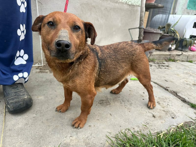 Paloma, geboren 01.10.2019, 34cm sucht ihre Menschen