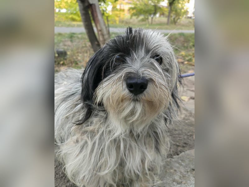 Gizmo, geboren 01.11.2022, 26cm sucht Geborgenheit