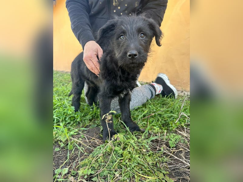 Tommy, geboren 11.12.2025, 36cm sucht sein Plätzchen