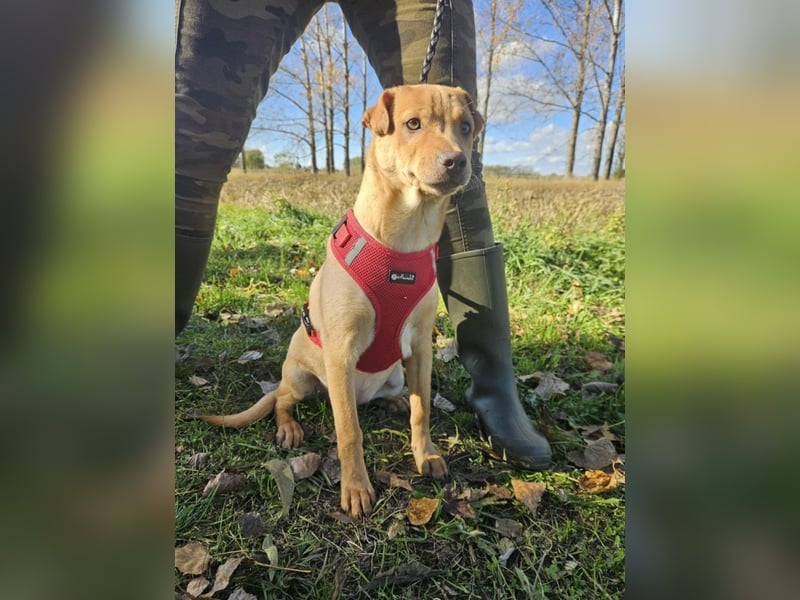Libby, geboren 06.2025, 41cm sucht ihr Körbchen