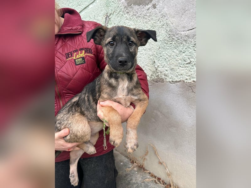 Mano, geboren 11.09.2025, 33cm sucht sein Glück