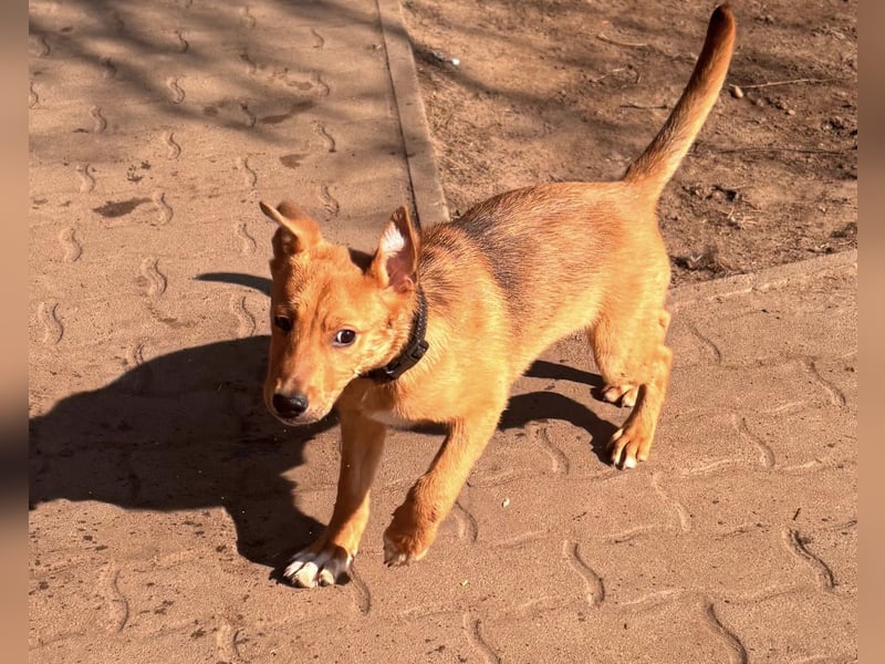 Koda, geboren 01.11.2025, 35cm sucht sein Körbchen