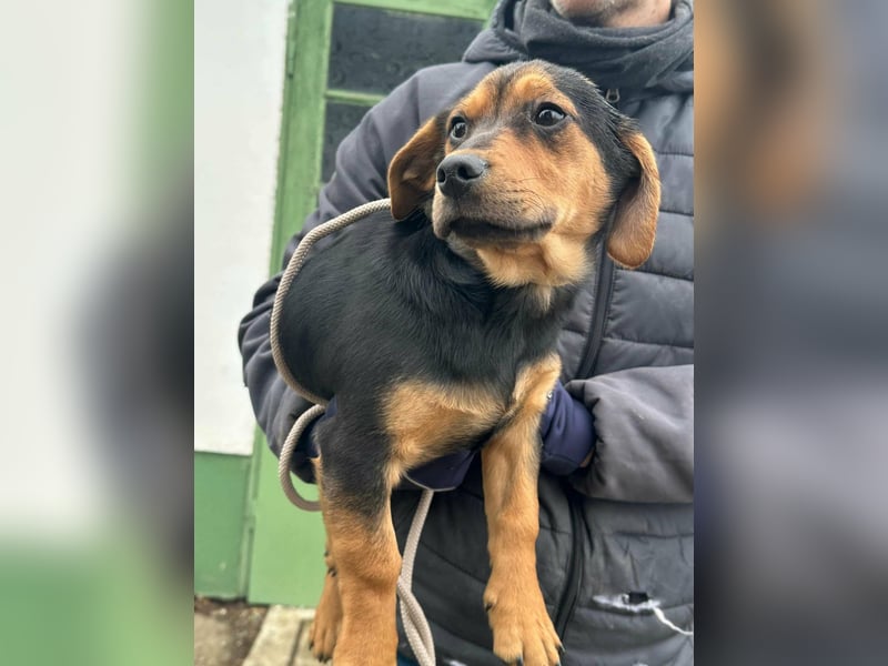 Chris, geboren 26.10.2025, 30cm sucht DICH!