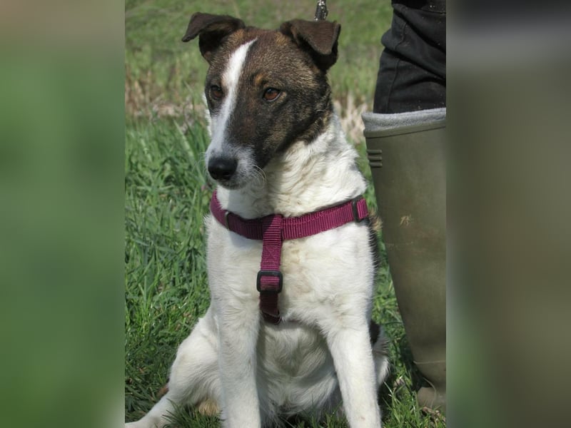 Szamoca, geboren 06.2025, 35cm sucht ihre Familie
