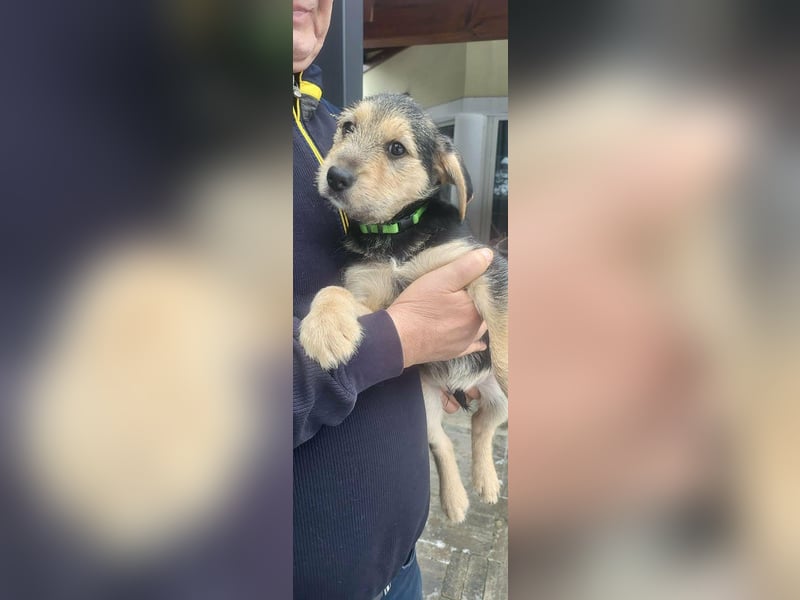 Cooper, geboren 19.10.2025, 33cm sucht seine Menschen