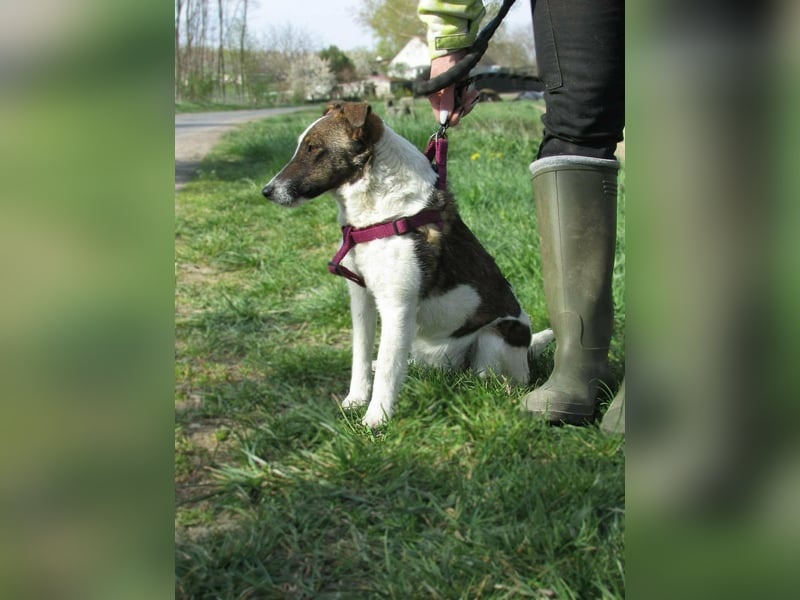 Szamoca, geboren 06.2025, 35cm sucht ihre Familie