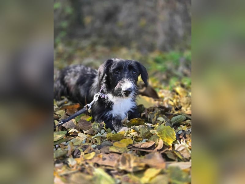 Bogyo, 7 Monate, 24cm sucht ihr Zuhause