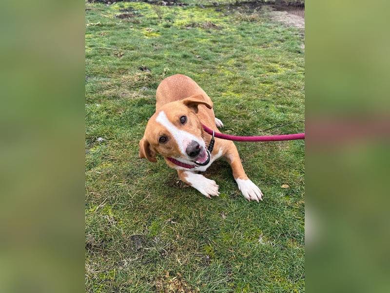 Barnabas, geboren 10.05.2025, 38cm sucht sein Zuhause