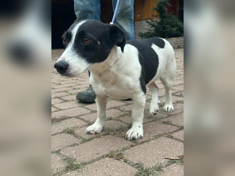 Alma, geboren 26.08.2023, 29cm sucht ihr Glück (Pflegestelle Deutschland)