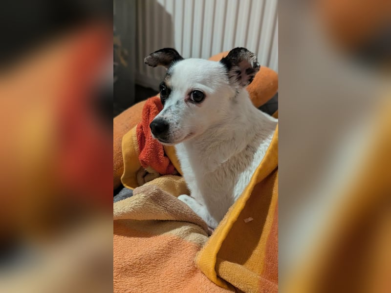 Mezi, geboren 21.05.2023, 35cm sucht ihr Körbchen (Pflegestelle Deutschland)