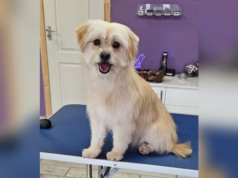 Suzy, geboren 28.11.2023, 34cm sucht ihre Menschen