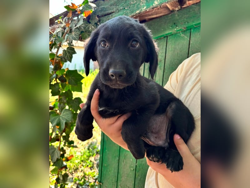 Milo, geboren 04.05.2026, 27cm sucht sein Zuhause
