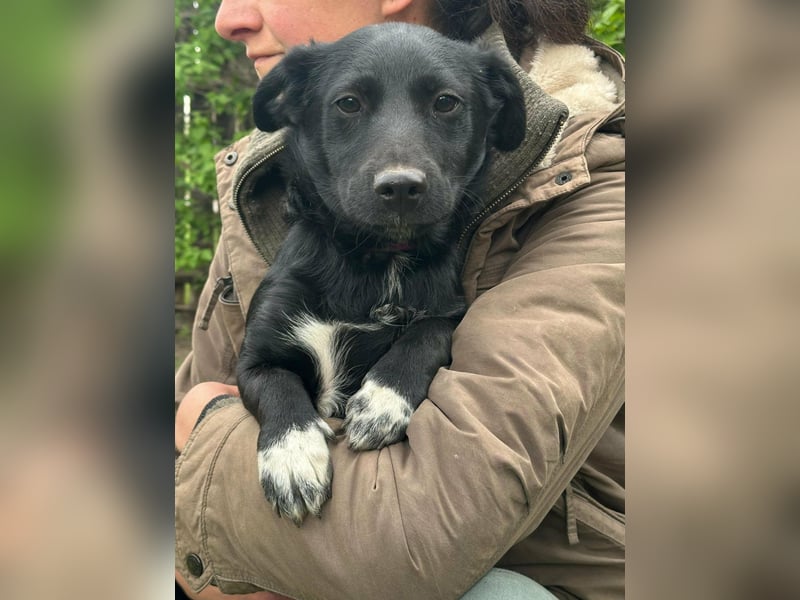 Jack, geboren 03.01.2026, 31cm sucht seine Menschen