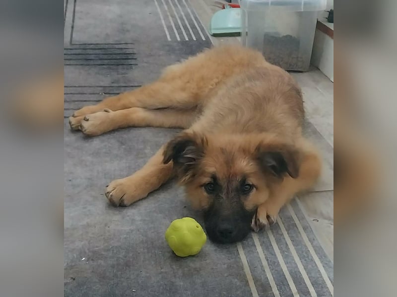 Fedra, geboren 01.11.2025, 40cm sucht ihr Menschen