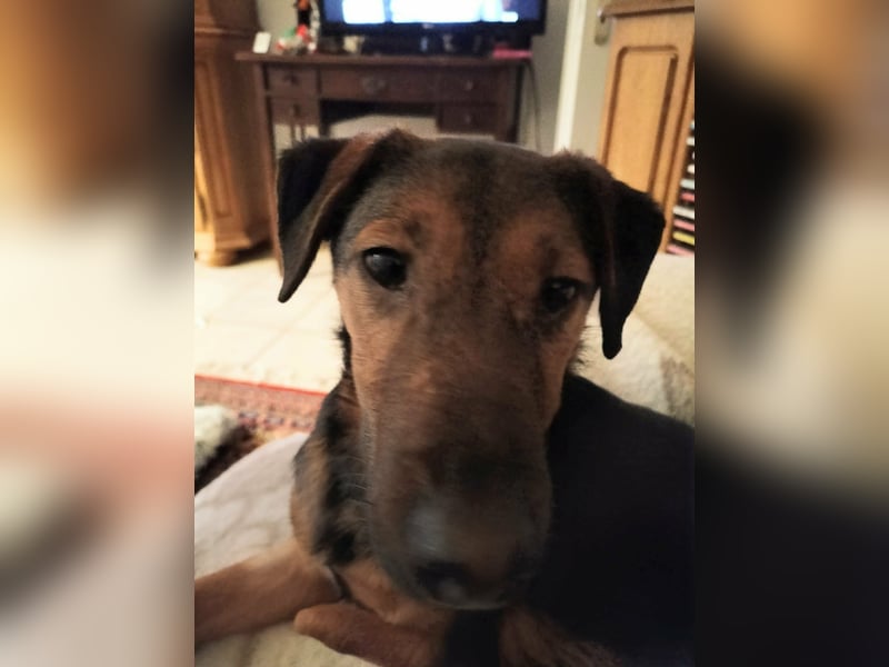 Marko, geboren 26.06.2025, 40cm sucht tierliebe Menschen (Pflegestelle Deutschland)