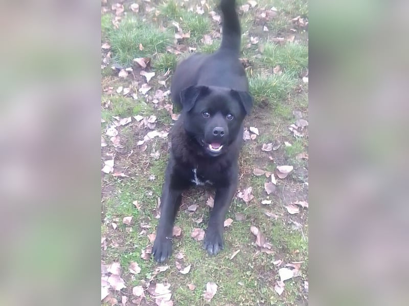 Roy, geboren 08.07.2025, 43cm sucht seine Menschen