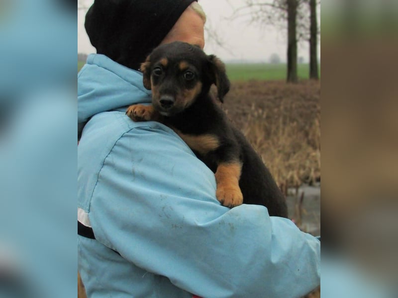 Dodo, geboren 11.2025, 23cm sucht seinen Platz