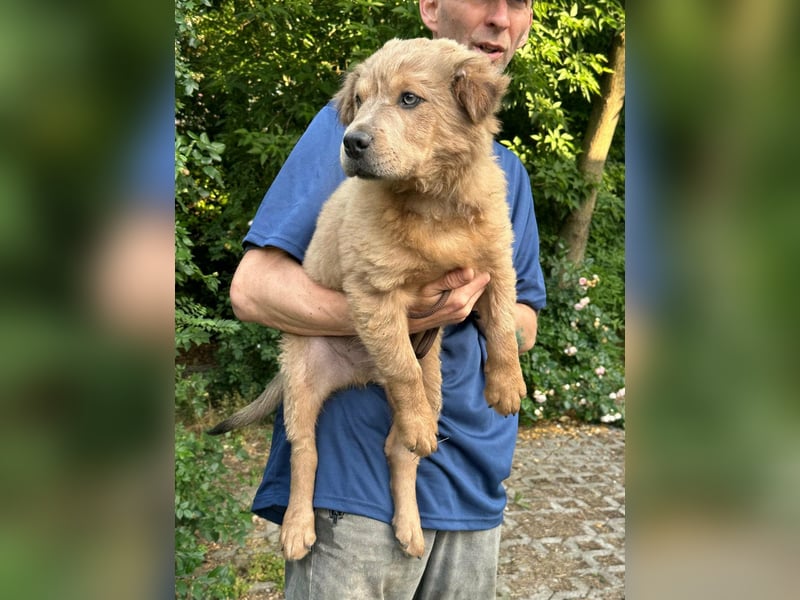 Jonathan, geboren 08.02.2026, 33cm sucht liebvolles Zuhause