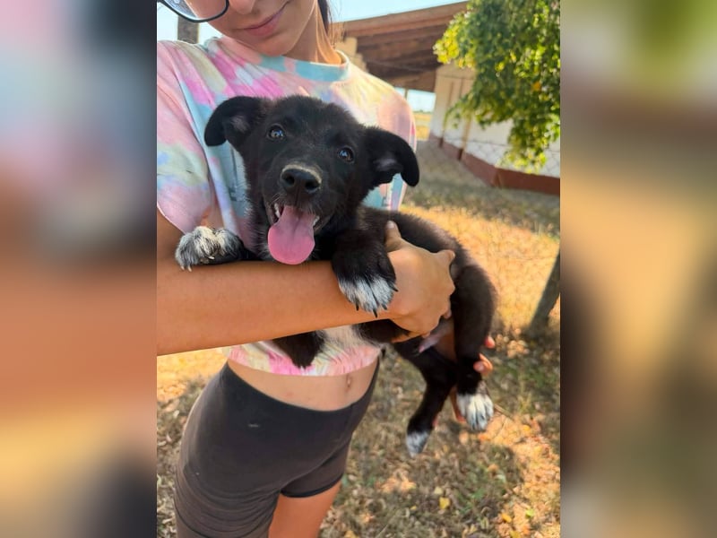 Danny, geboren 25.05.2026, 29cm sucht seine Menschen