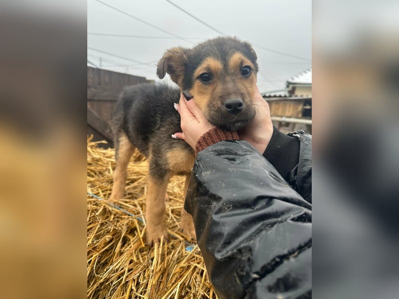 Mancs, geboren 04.10.2025, 30cm sucht leibevolles Zuhause