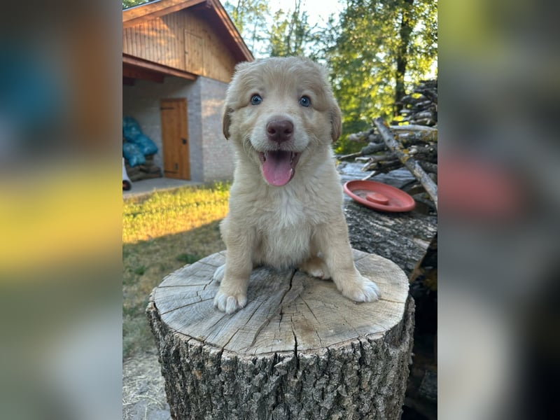 Sari, geboren 25.04.2026, 30cm sucht ihre Familie