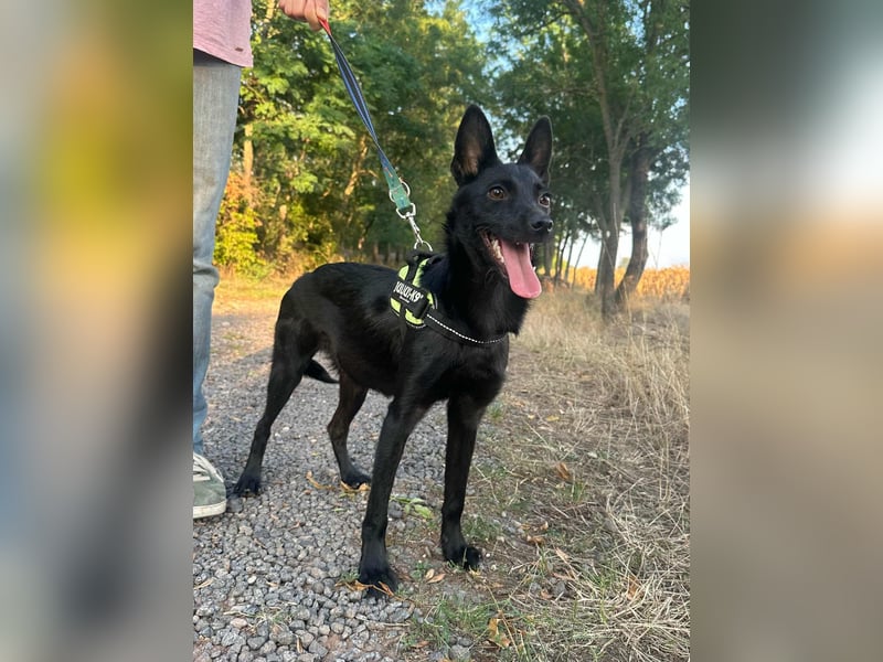 Frutti, geboren 10.12.2024, 41cm sucht ihr Zuhause