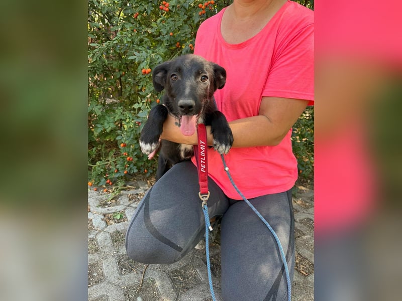 Danny, geboren 25.05.2026, 39cm sucht seine Menschen