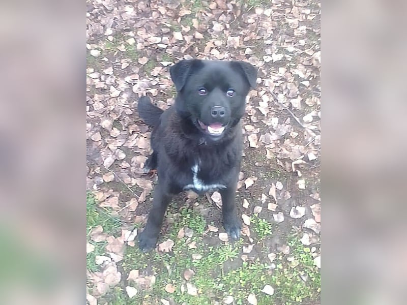 Roy, geboren 08.07.2025, 43cm sucht seine Menschen