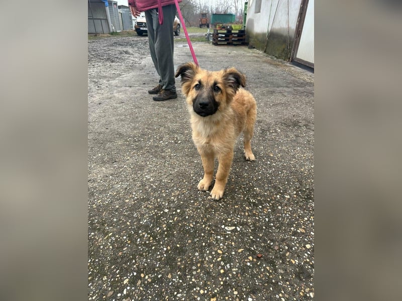 Fedra, geboren 01.11.2025, 40cm sucht ihr Menschen