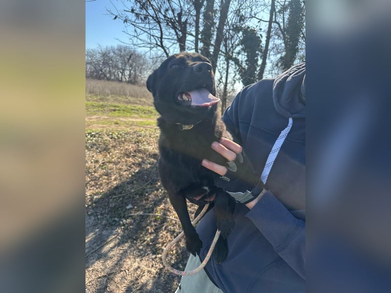 Ajna, geboren 06.2024, 39cm sucht ihr Zuhause