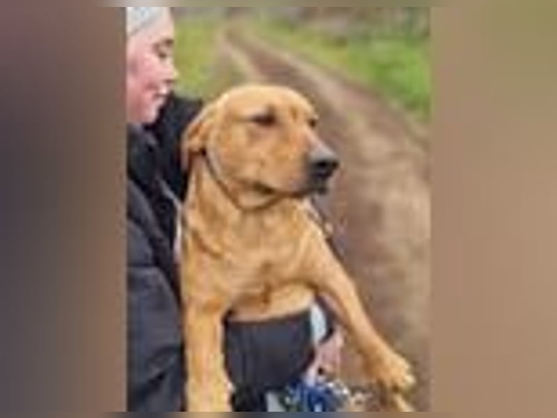 Tino, geb. 03/2023, 35 cm, wünscht sich ein Für-Immer-Zuhause