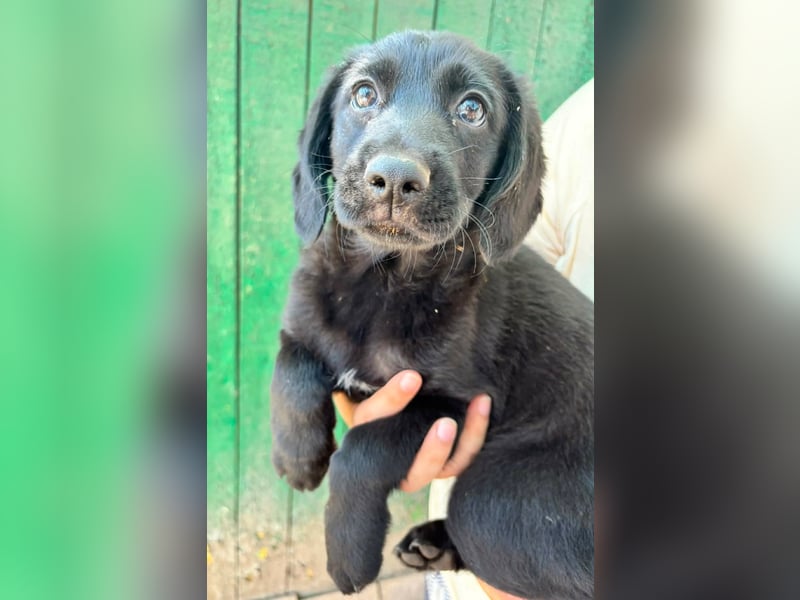 Mabel, geboren 04.05.2026, 26cm sucht ihre Menschen