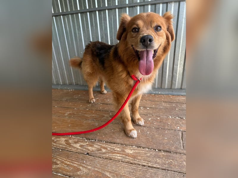 Forrest, geboren 01.01.2020, 42cm sucht seine Chance