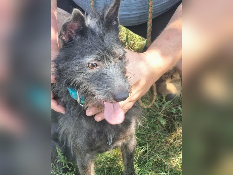 Amira, geboren 2022, 39cm sucht ihre Chance