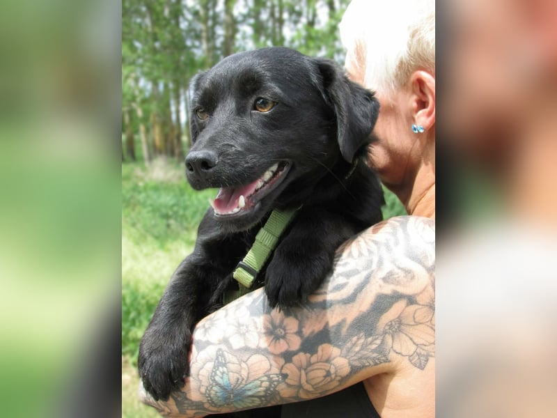 Raizo, geboren 01.08.2025, 35cm sucht seine Familie