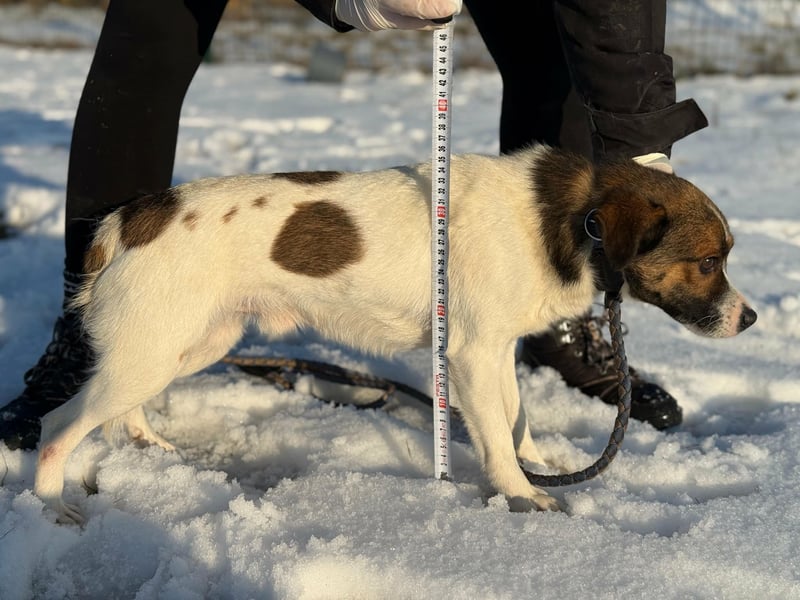 Morzsi, geboren 10.03.2023, 35cm sucht Geborgenheit