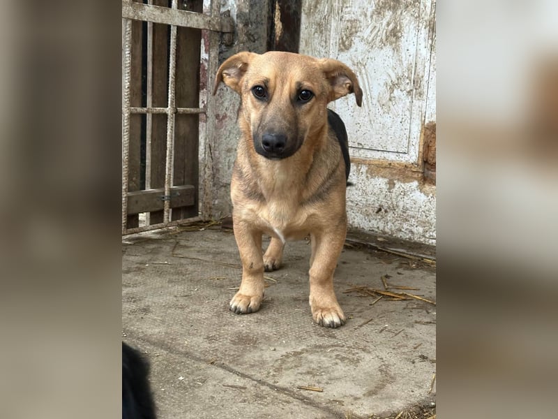 Marwin, geboren 01.04.2025, 40cm sucht sicheres Zuhause