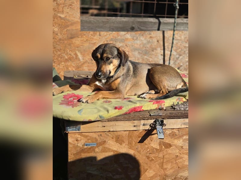 Pircsi, 2 Jahre, 42cm sucht erfahrene Hände